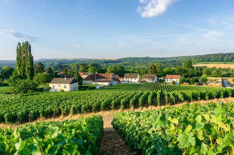 Chablis og Champagne med Temareiser Fredrikstad