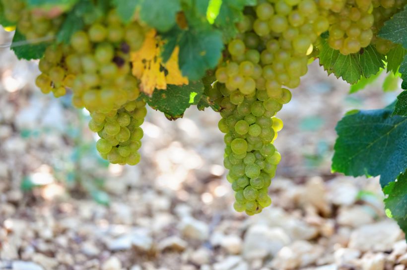 Chablis og Champagne med Temareiser Fredrikstad