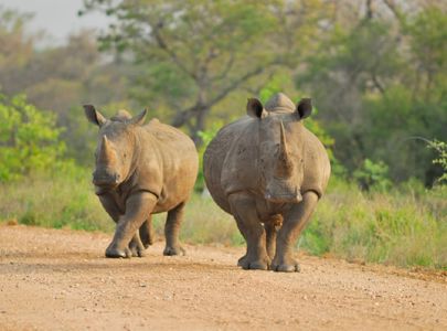 Opplevelsesreise til Sør-Afrika med Temareiser Fredrikstad, Verdt å vite om Chobe og Kruger nasjonalparker