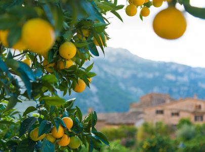 Reise til Mallorca med Temareiser Fredrikstad