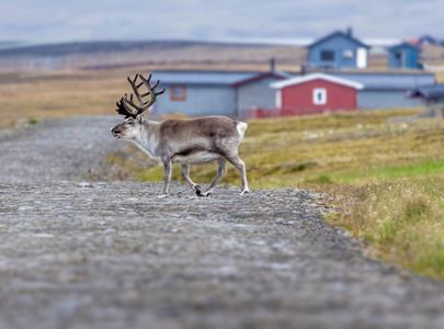 Strikketur til Svalbard med Tove Fevang og Temareiser Fredrikstad