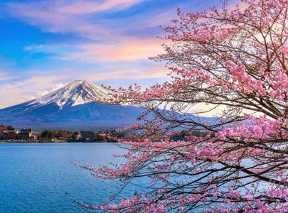 01 Fuji Kirsebaertraer