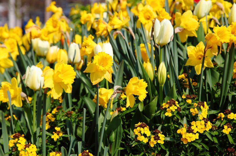God Påske ønsker Temareiser Fredrikstad